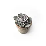 Succulent   